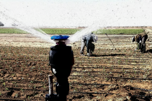 ECOSUN MEGANET SPRINKLER