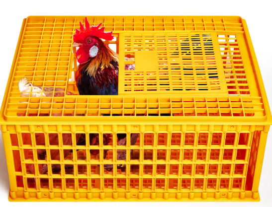 Transportation cage